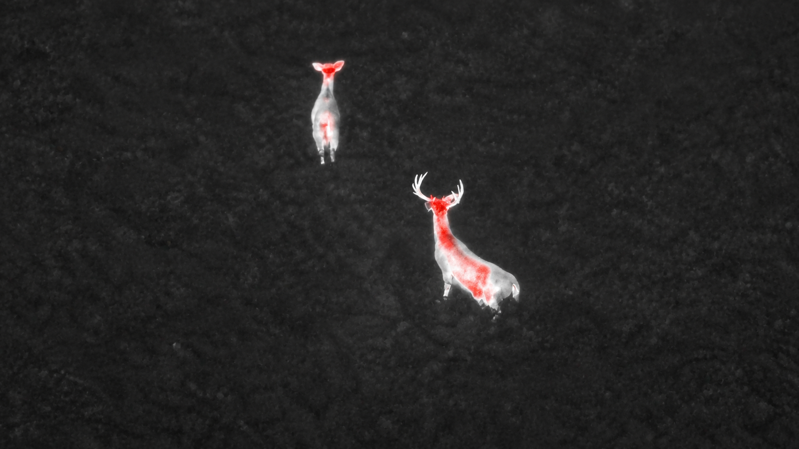 Thermal aerial view of deer