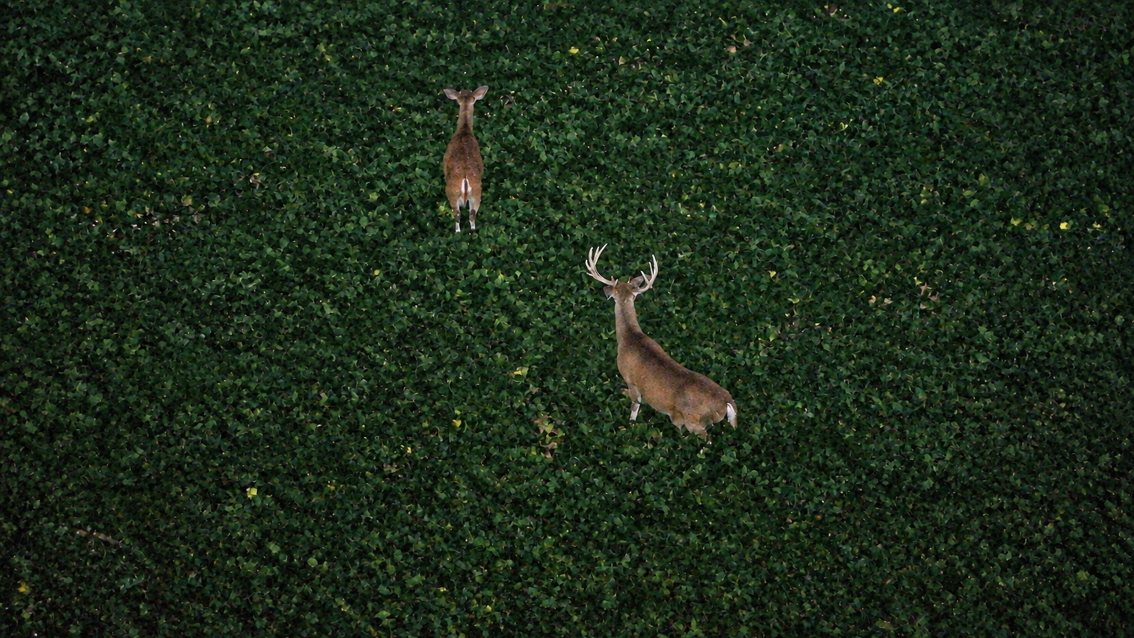Visible aerial view of deer